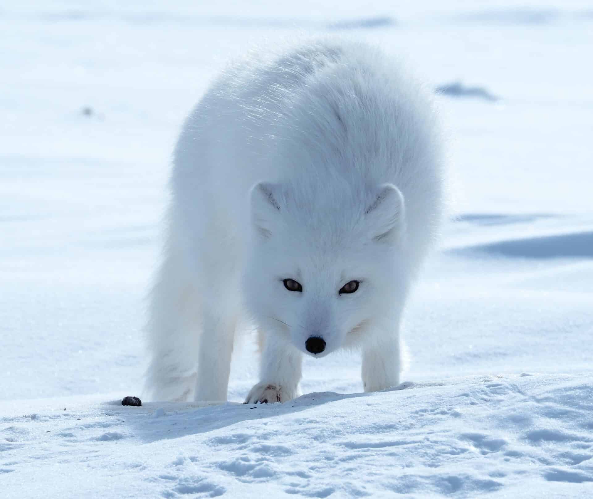 whitefoxstaring
