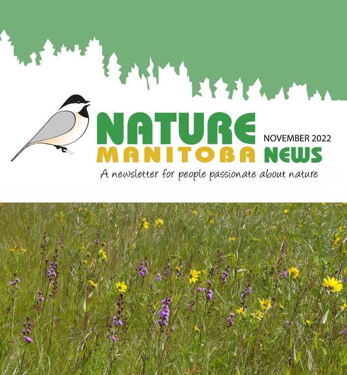 NM_news_header_2022_11
