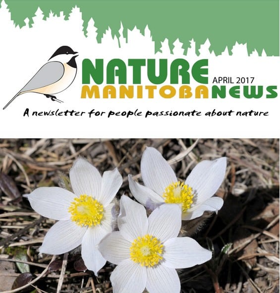 NM_newsl_april_header
