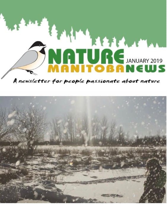 nm_news_2019-01