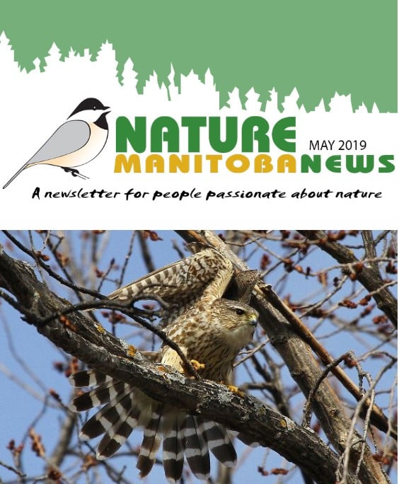 nm_news_2019-05