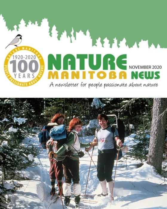 nm_news_2020_11