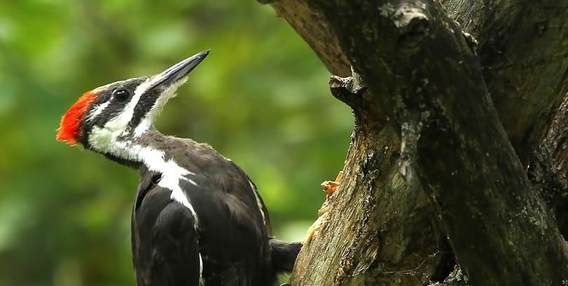 pileated_woodpecker_swayze_crop