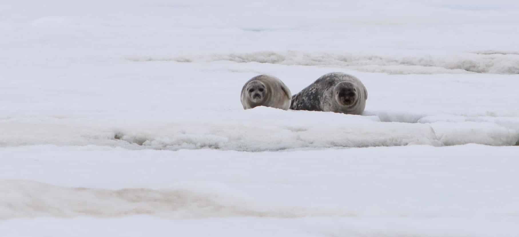 ringed seals winterCROP