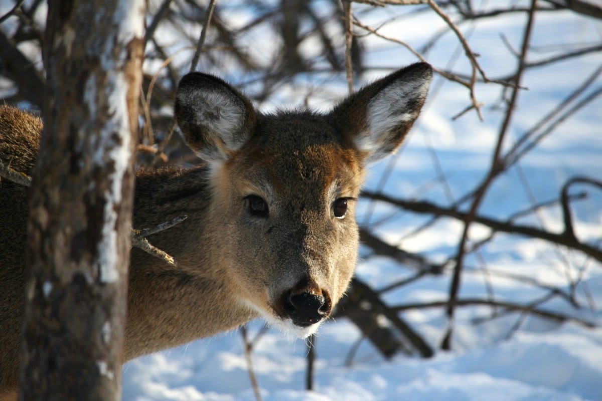 Fort Whyte deer