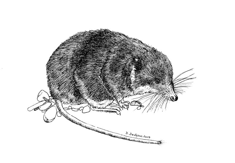 water shrew illustration newsletter nov 2017